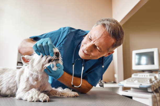 Best Weekend Emergency Dental Services in Aurora, CO